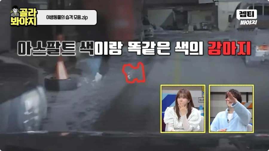 자동차에 치인 강아지.jpg_4.webp