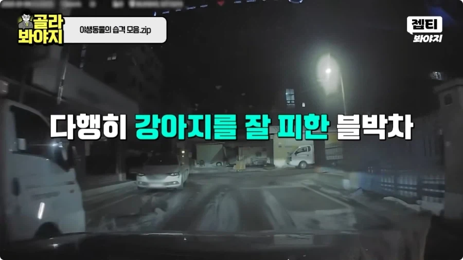 자동차에 치인 강아지.jpg_6.webp