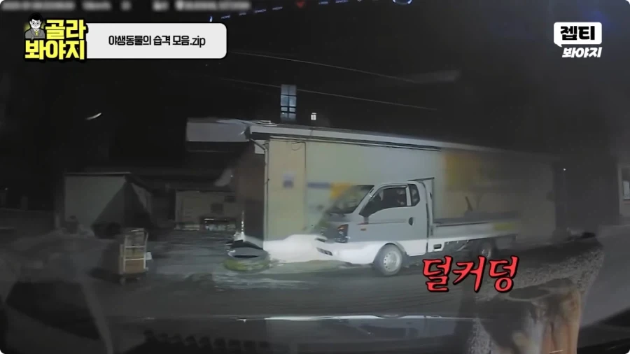 자동차에 치인 강아지.jpg_8.webp