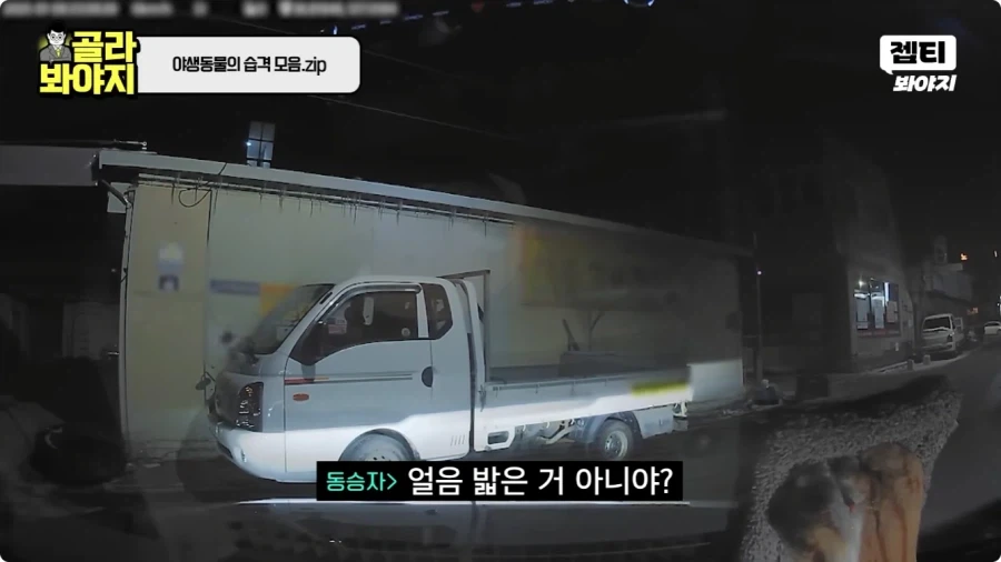 자동차에 치인 강아지.jpg_12.webp