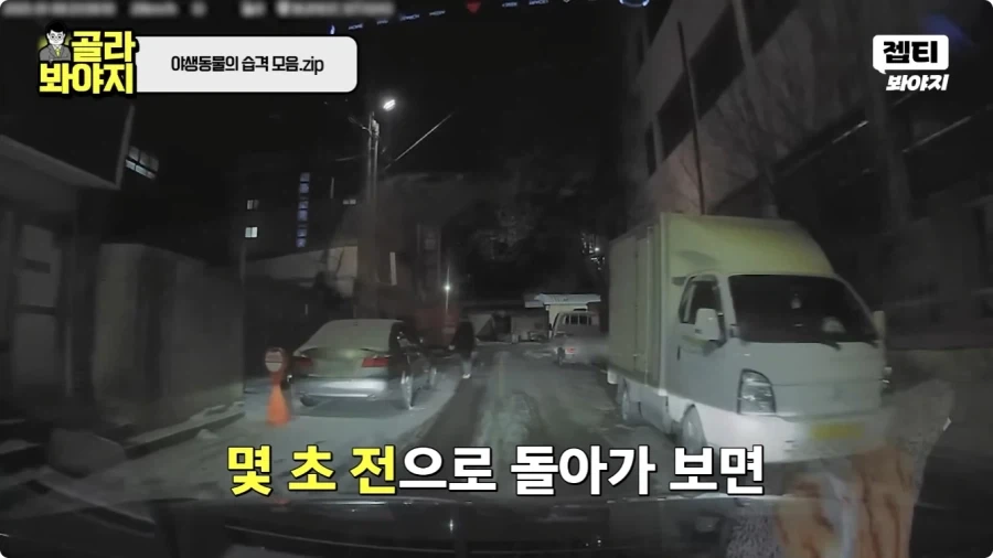 자동차에 치인 강아지.jpg_14.webp