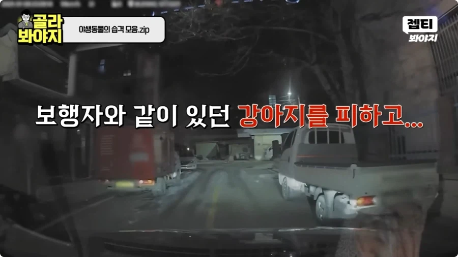 자동차에 치인 강아지.jpg_15.webp