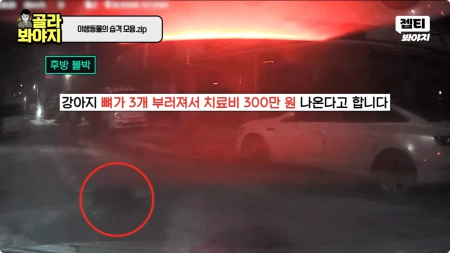자동차에 치인 강아지.jpg_21.webp