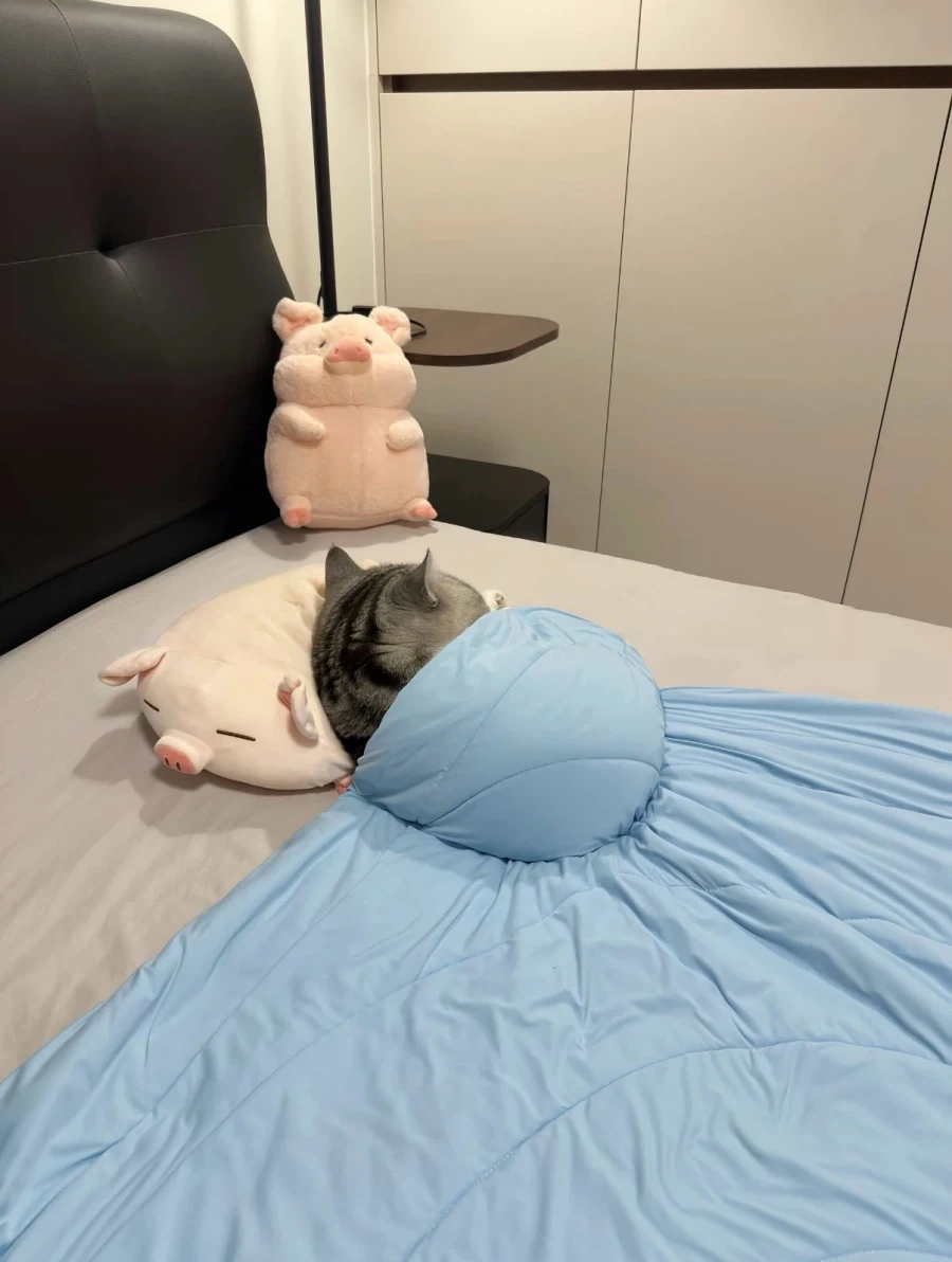 2.5등신 고양이..._1.webp