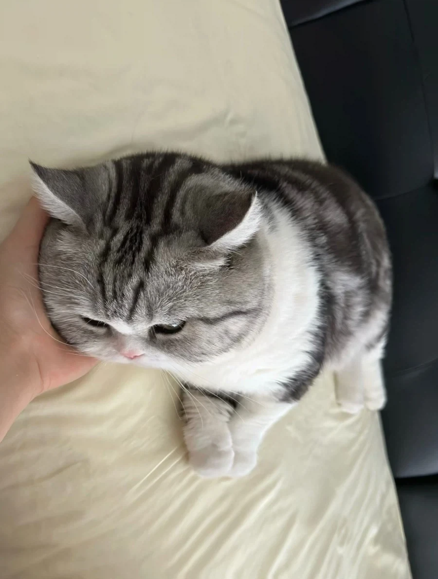 2.5등신 고양이..._2.webp