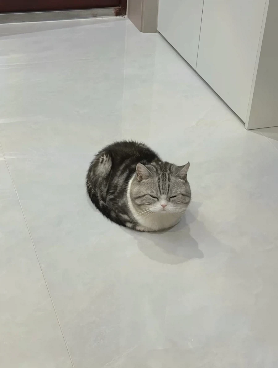 2.5등신 고양이..._3.webp