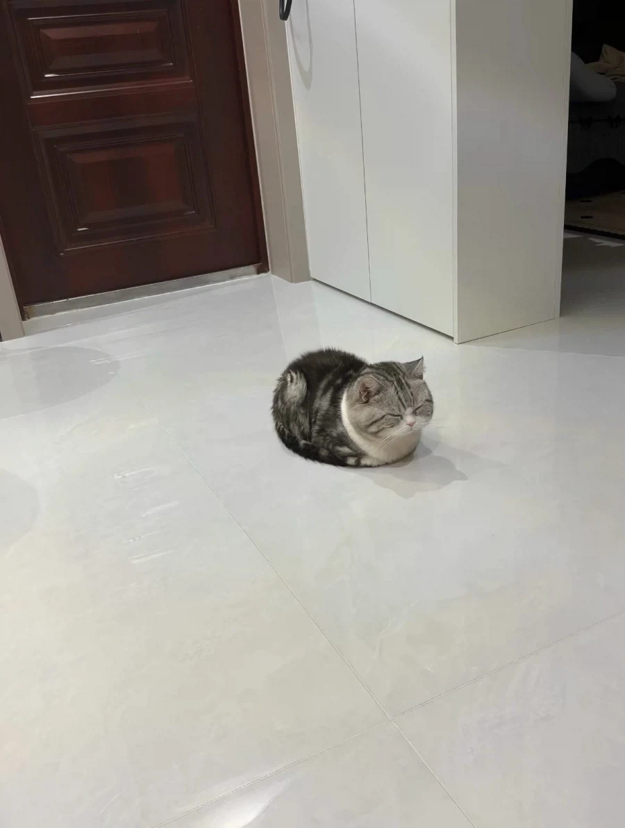 2.5등신 고양이..._4.webp