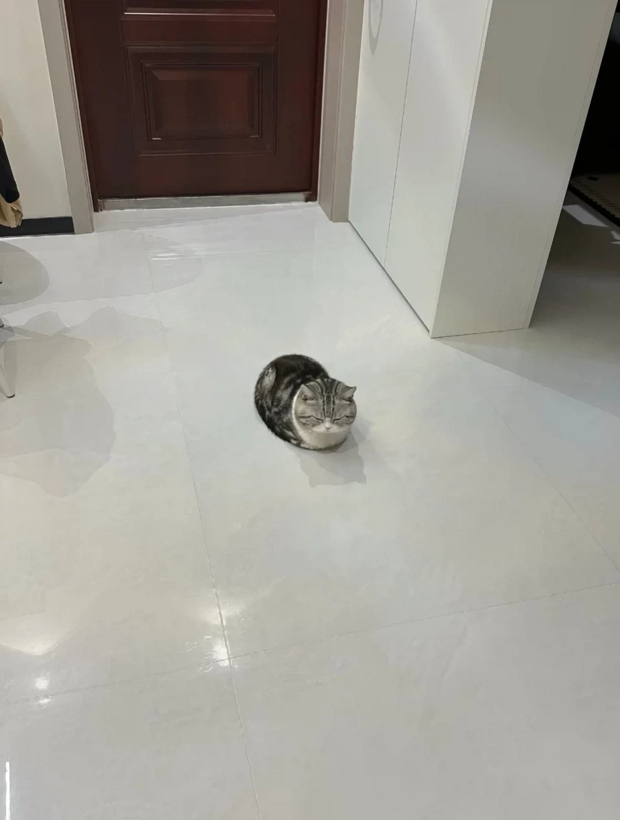 2.5등신 고양이..._5.webp