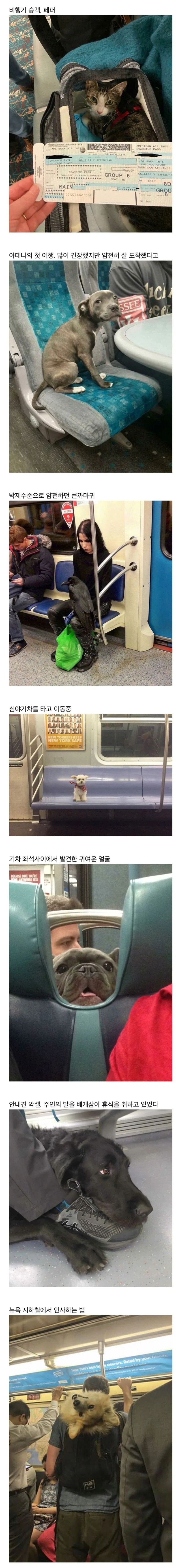 대중교통 속 특이한 친구들_1.webp