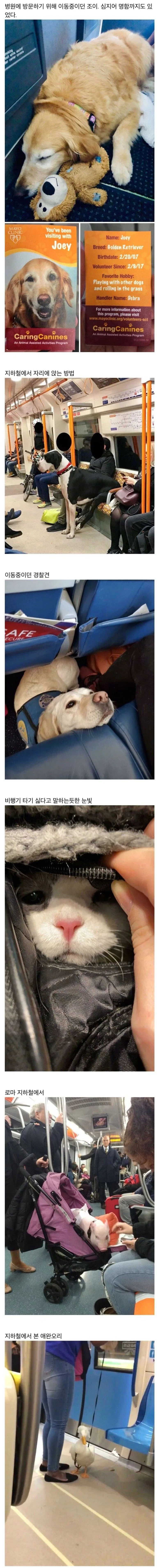 대중교통 속 특이한 친구들_3.webp