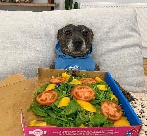 먹을것 선물받고 기뻐하던 강아지.jpg_2.webp