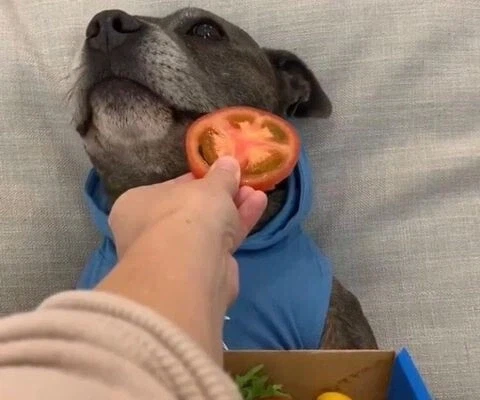 먹을것 선물받고 기뻐하던 강아지.jpg_3.webp