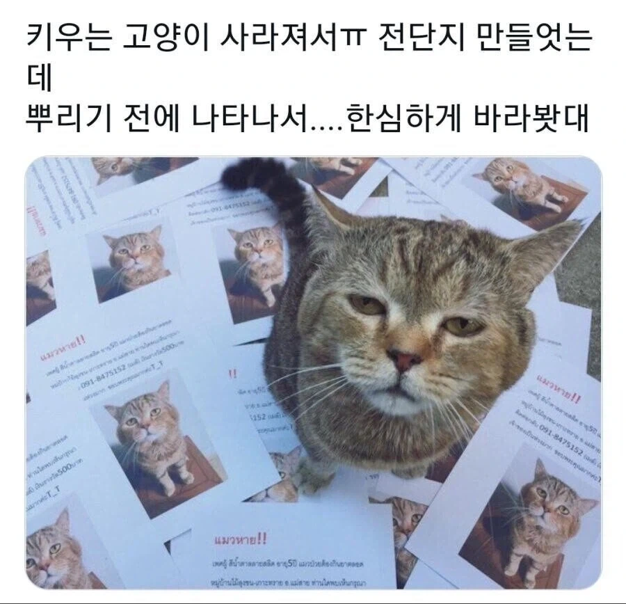 고양이 잃어버려서 찾느라고 전단지 만들었는데.jpg_1.webp