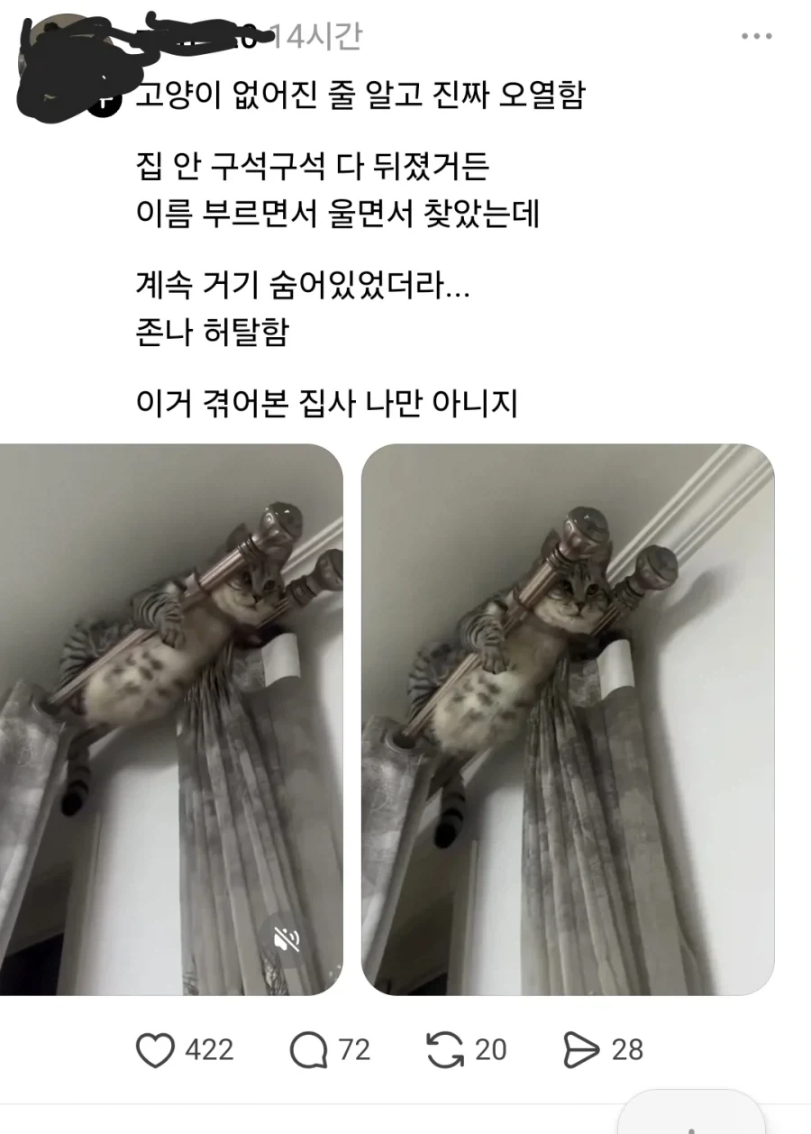 고양이 잃어버린 줄 알고 오열함_1.webp