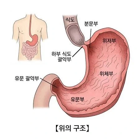 마시고 나면 속이 제일 편안한 술은?_2.webp