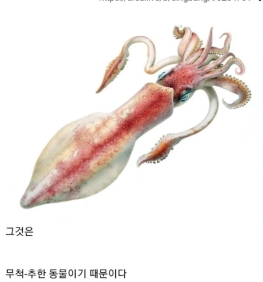 못생긴걸 오징어에 비유하는이유_1.webp