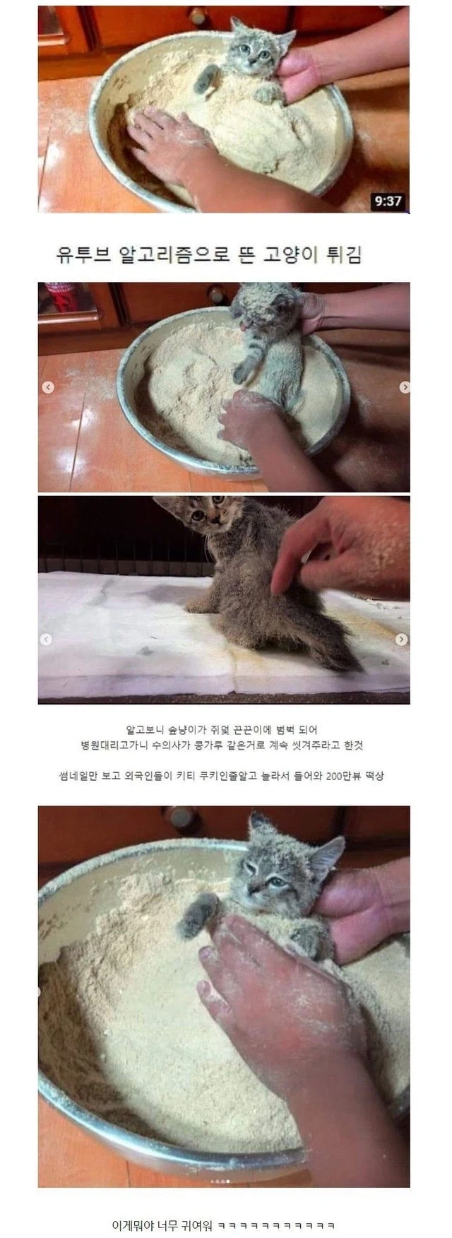 유튜브 알고리즘에 뜬 고양이 튀김_1.webp