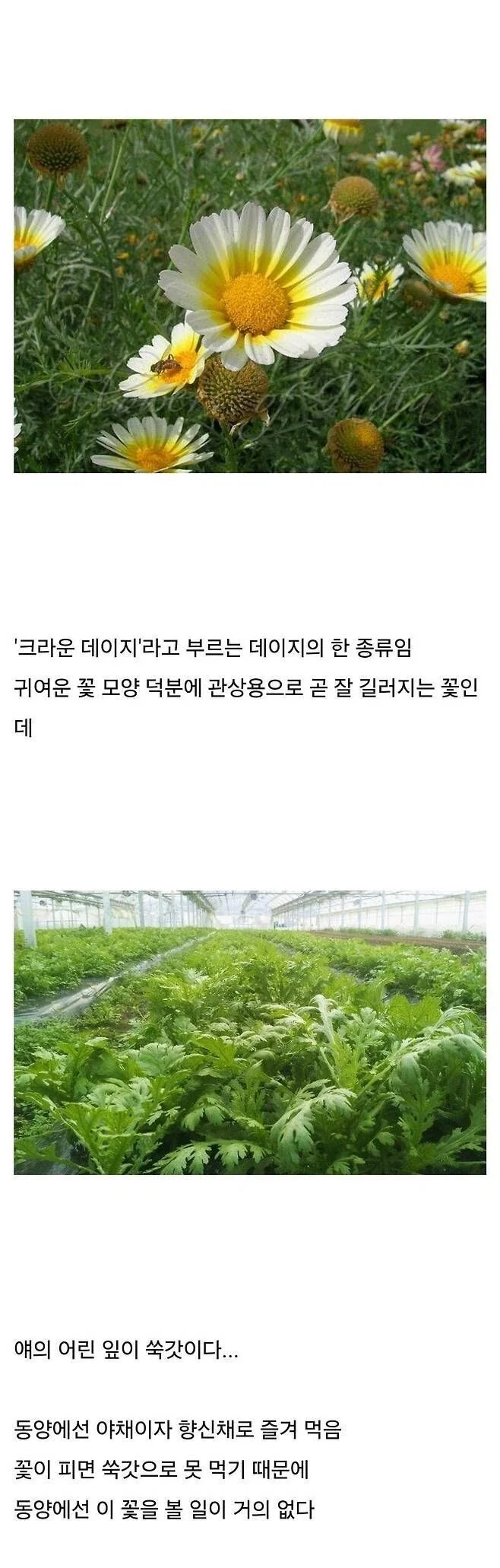 의외로 동양권에서 보기 어렵다는 꽃_1.webp