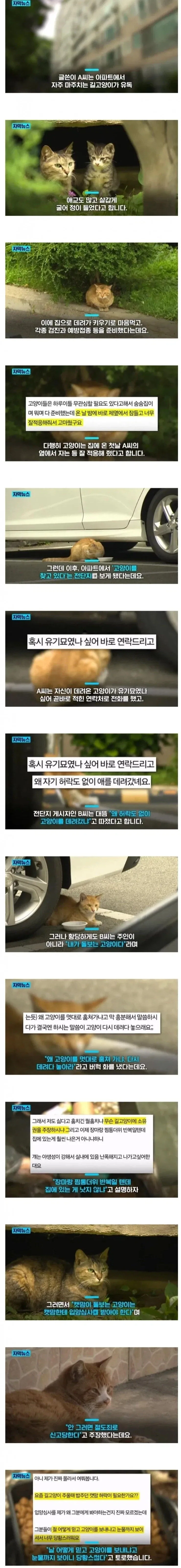길고양이를 입양했더니 일어난 일_1.webp