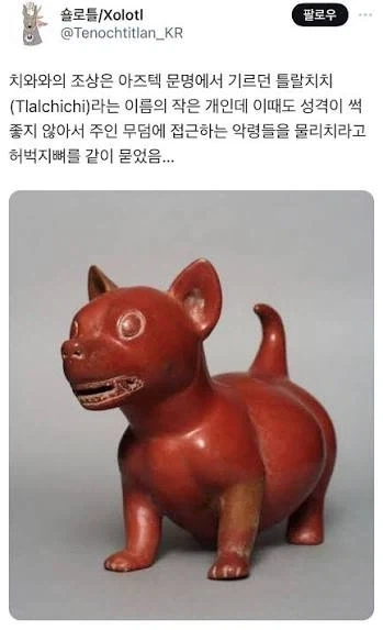 치와와 종특_1.webp