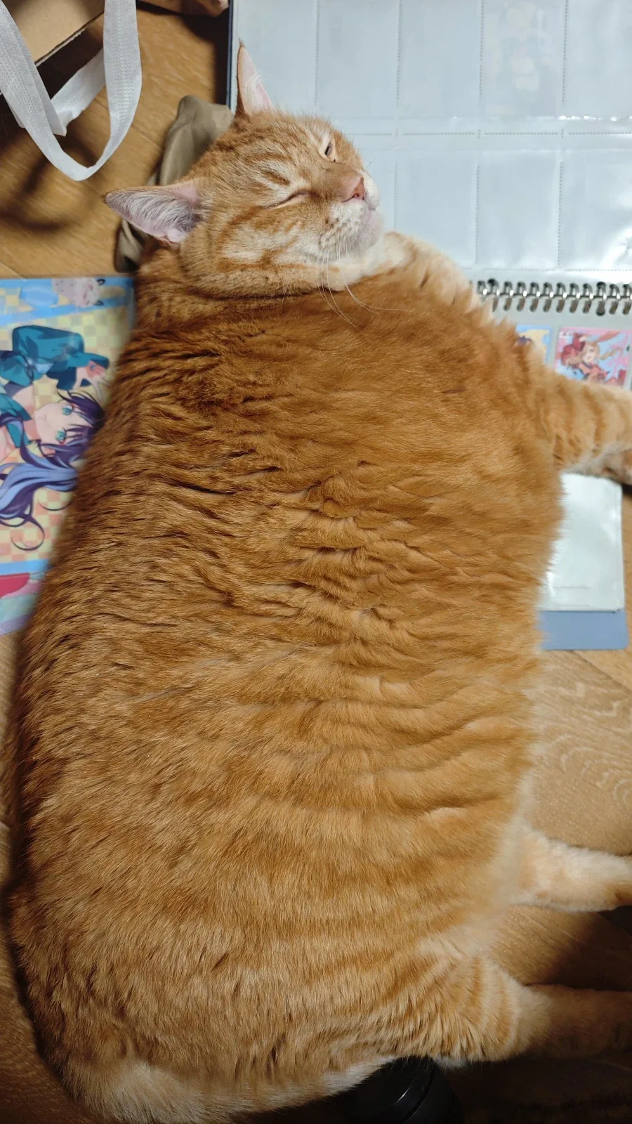 빅 데부캣.jpg_1.webp