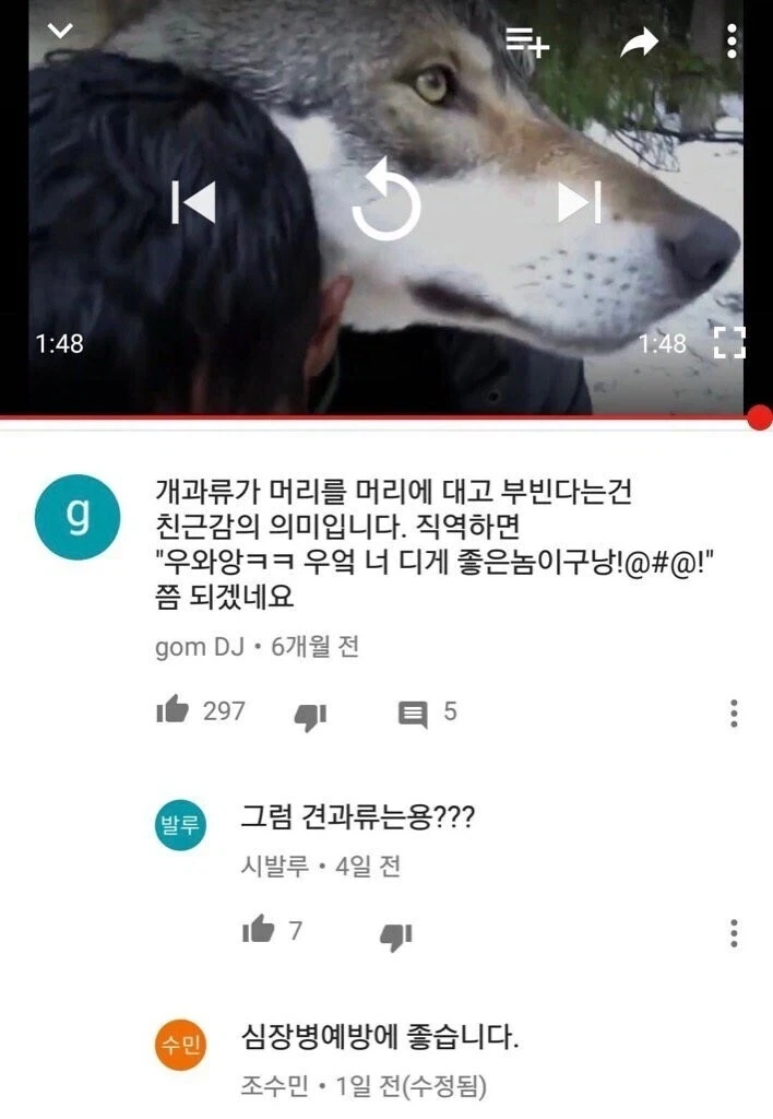 개과류가 머리를 부비는 건 친근의 의미입니다.jpg_1.webp