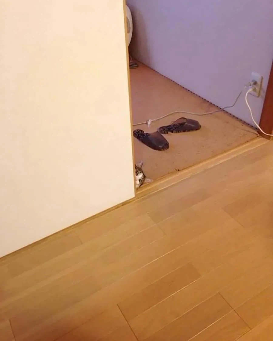결혼하면서 신랑이 데려온 고양이_4.webp