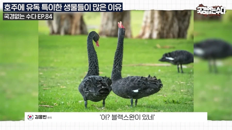 호주에 특이한 생물들이 많은 이유.jpg_19.webp