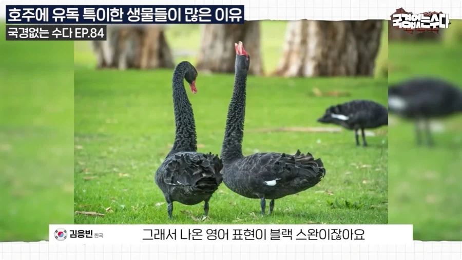 호주에 특이한 생물들이 많은 이유.jpg_20.webp