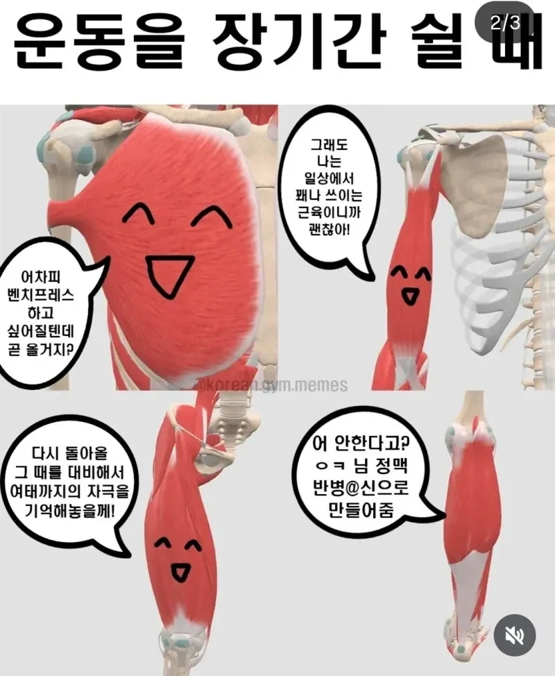운동할 때 부위별 근육 특징_2.webp