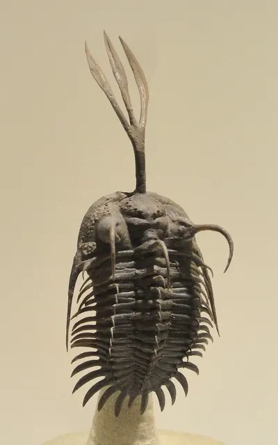 이것은 삼엽충이 속한