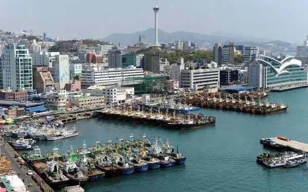 부산 사람인데 상어 흔하게 보임_1.webp