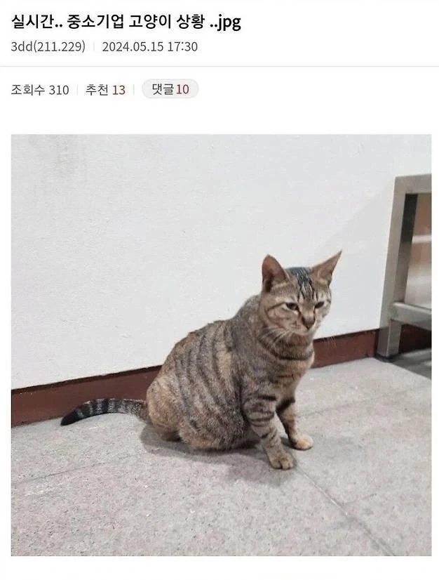 회사 밥을 먹으며 살아온 고양이의 행동_1.webp