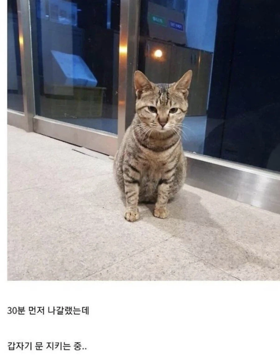 회사 밥을 먹으며 살아온 고양이의 행동_2.webp