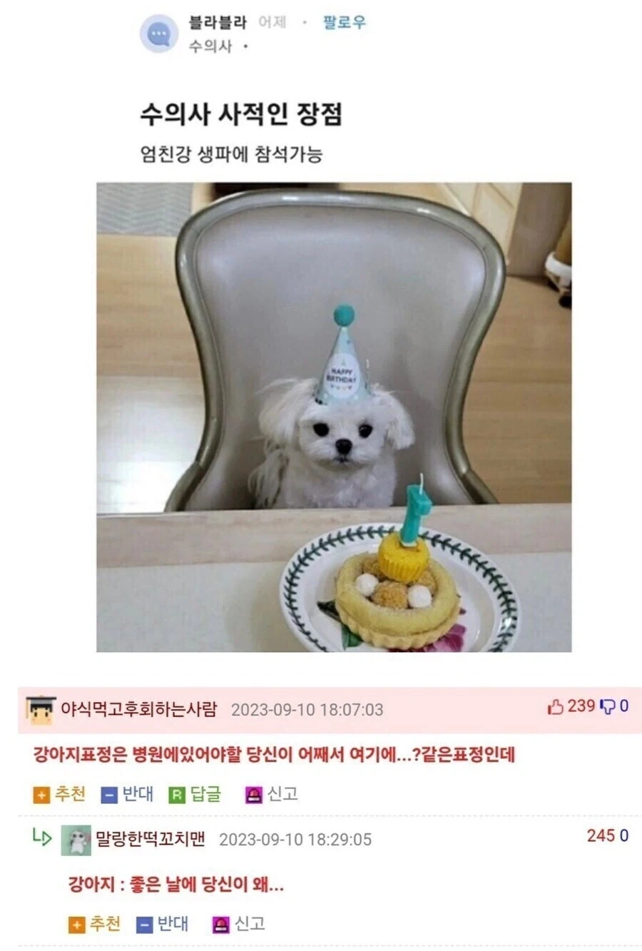 강아지 생일파티에 참석한 예상치 못한 인물.jpg_1.webp