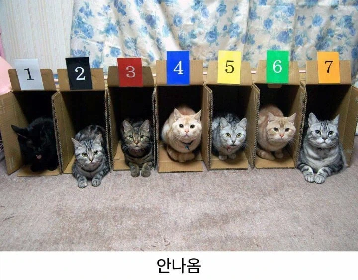 고양이 경주가 없는 이유.jpg_1.webp