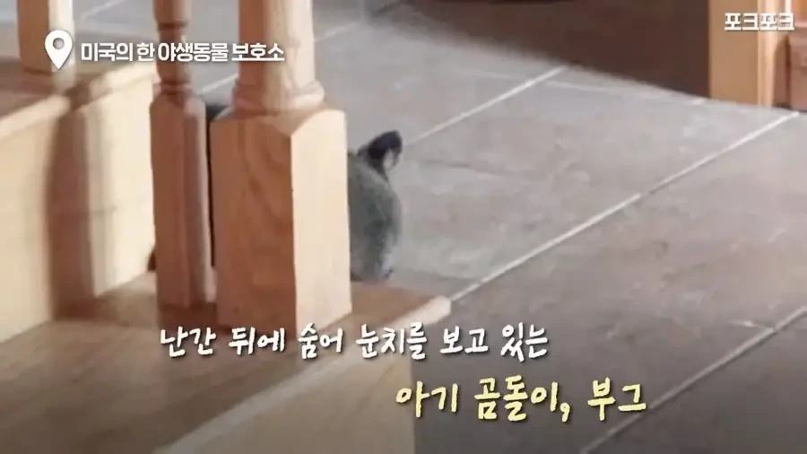 아기 사슴을 처음 본 아기 불곰의 흑역사.jpg_1.webp