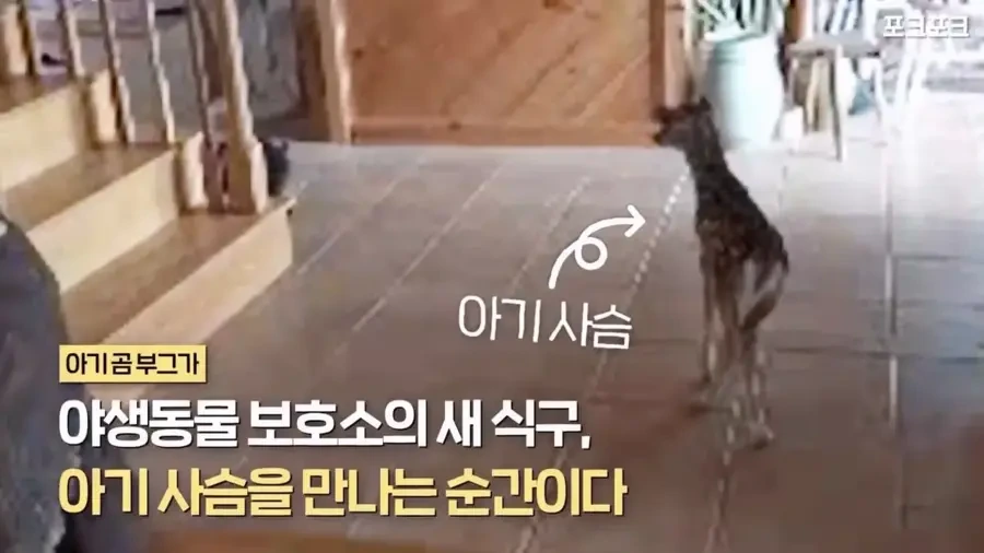 아기 사슴을 처음 본 아기 불곰의 흑역사.jpg_2.webp