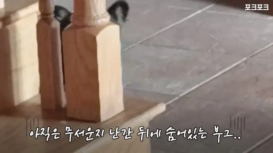 아기 사슴을 처음 본 아기 불곰의 흑역사.jpg_3.webp