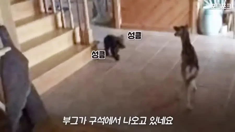 아기 사슴을 처음 본 아기 불곰의 흑역사.jpg_4.webp