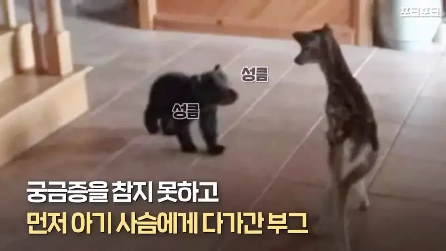아기 사슴을 처음 본 아기 불곰의 흑역사.jpg_5.webp