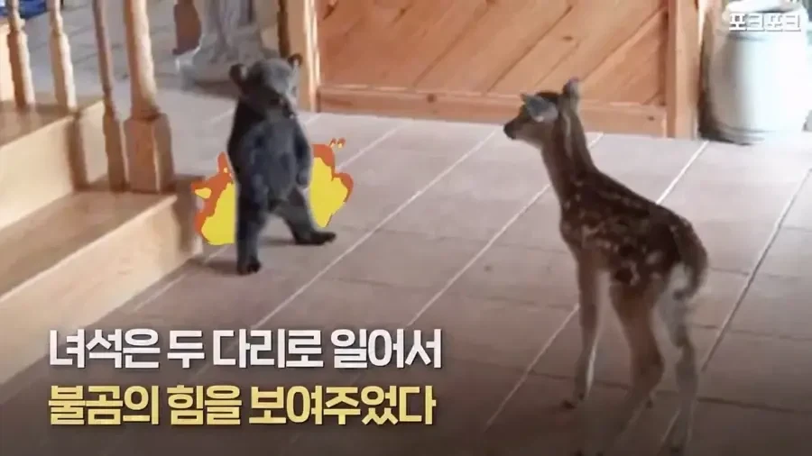 아기 사슴을 처음 본 아기 불곰의 흑역사.jpg_7.webp