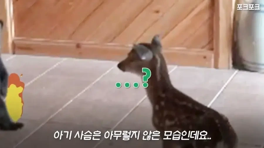 아기 사슴을 처음 본 아기 불곰의 흑역사.jpg_8.webp