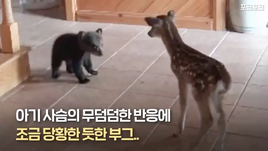 아기 사슴을 처음 본 아기 불곰의 흑역사.jpg_9.webp