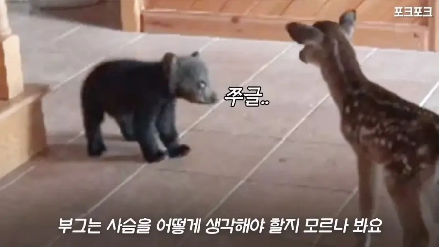 아기 사슴을 처음 본 아기 불곰의 흑역사.jpg_10.webp