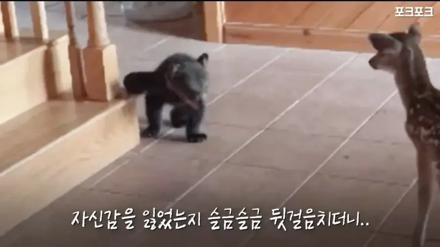 아기 사슴을 처음 본 아기 불곰의 흑역사.jpg_11.webp