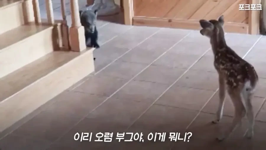 아기 사슴을 처음 본 아기 불곰의 흑역사.jpg_12.webp