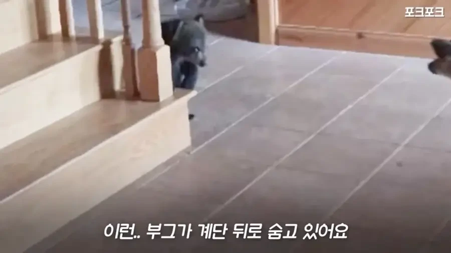 아기 사슴을 처음 본 아기 불곰의 흑역사.jpg_13.webp