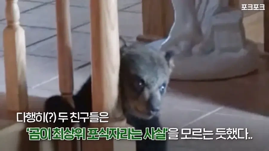 아기 사슴을 처음 본 아기 불곰의 흑역사.jpg_14.webp