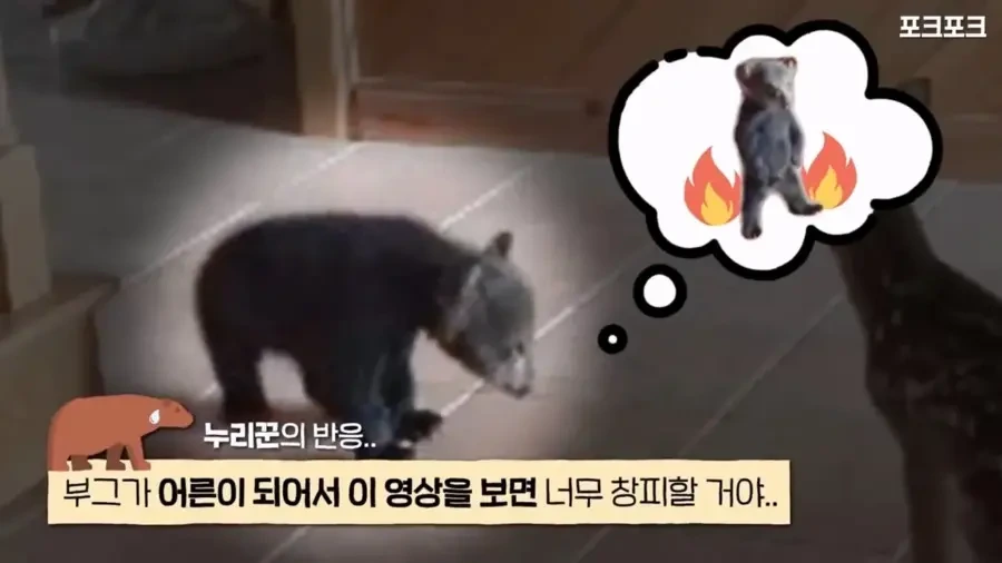 아기 사슴을 처음 본 아기 불곰의 흑역사.jpg_15.webp